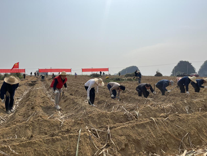 【新时代 新雷锋】县糖业发展中心:助春耕 在行动1.png