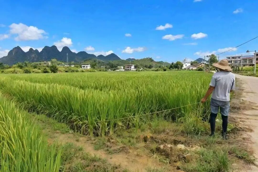 【乡村振兴】每亩增收2000多元!鹿寨这个村种水稻有一套!2.png