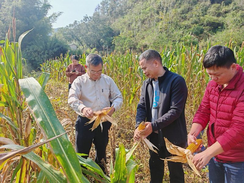国家统计局柳州调查队到鹿寨县开展2025年秋收大豆玉米带状复合种植测产工作1.png