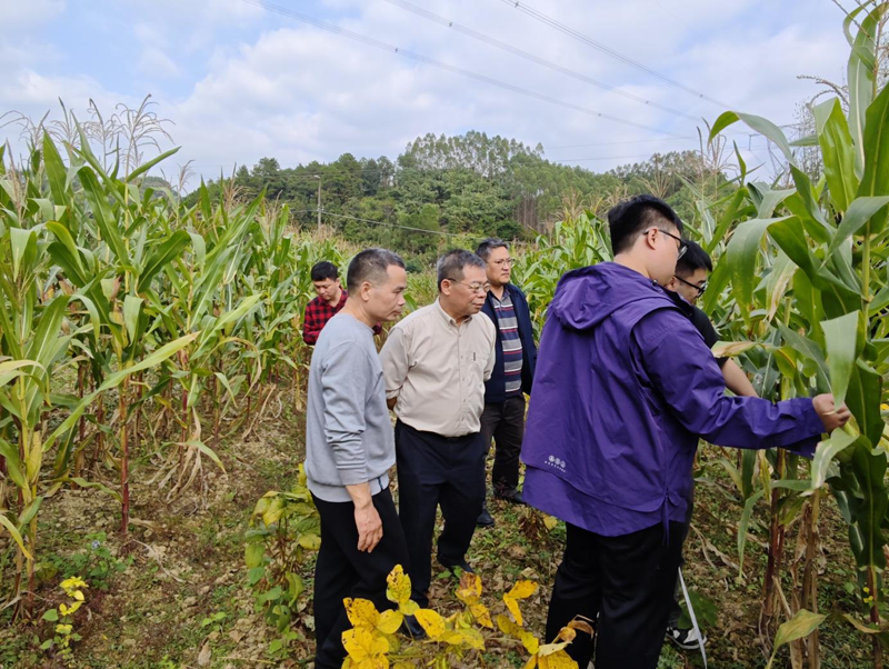 国家统计局柳州调查队到鹿寨县开展2025年秋收大豆玉米带状复合种植测产工作2.png