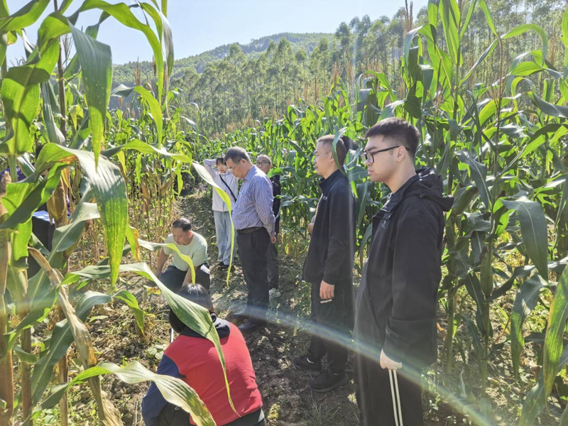 国家统计局柳州调查队到鹿寨县开展2025年秋收大豆玉米带状复合种植测产工作3.png
