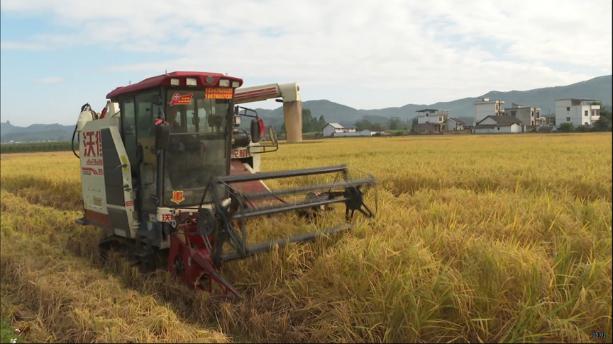【乡村振兴】我县晚稻收割进入尾声2.png