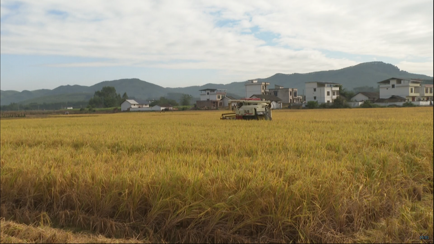【乡村振兴】我县晚稻收割进入尾声3.png