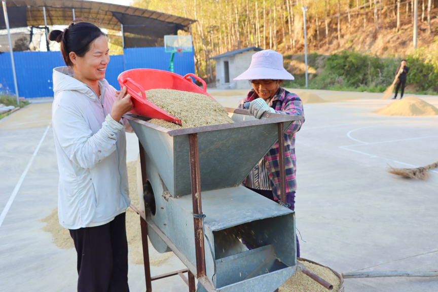 【乡村振兴】二季稻谷晾晒正当时1.jpg