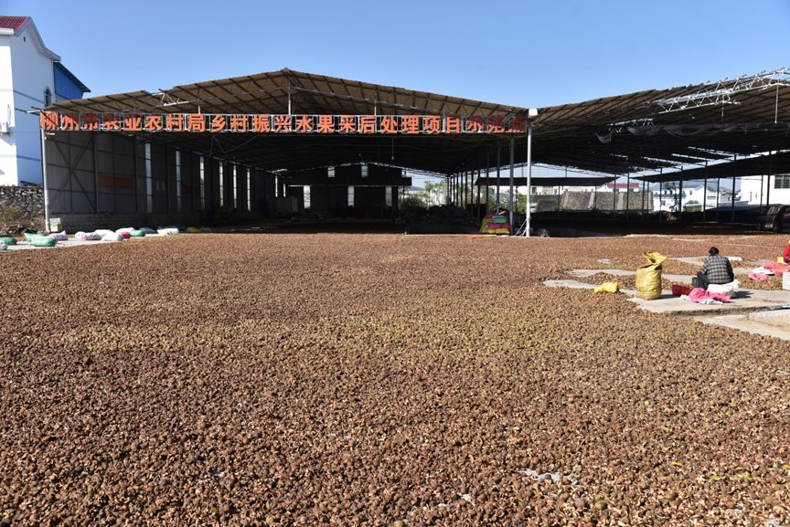 【乡村振兴】农闲剥茶籽 增收乐融融1.png