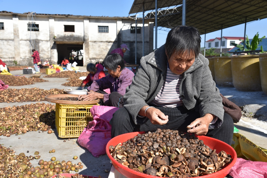 【乡村振兴】农闲剥茶籽 增收乐融融2.png