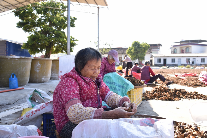 【乡村振兴】农闲剥茶籽 增收乐融融3.png