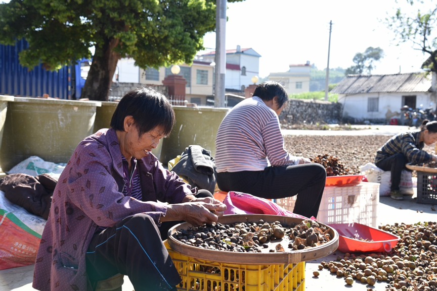 【乡村振兴】农闲剥茶籽 增收乐融融4.png