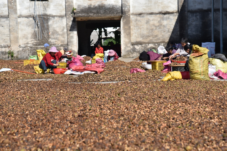 【乡村振兴】农闲剥茶籽 增收乐融融6.png