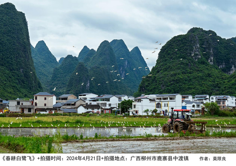 鹿寨:《岁岁炊烟长》让风景与文化“活起来”1.png