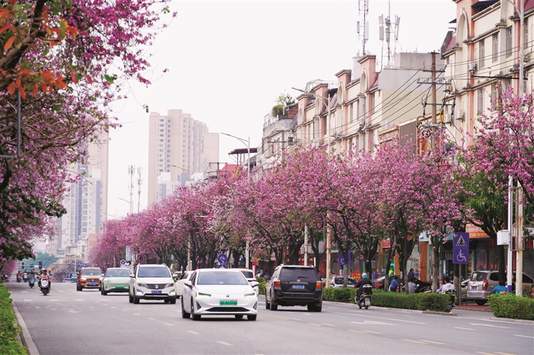 【游在鹿寨】满城紫荆醉春风 一路繁花入画来.png