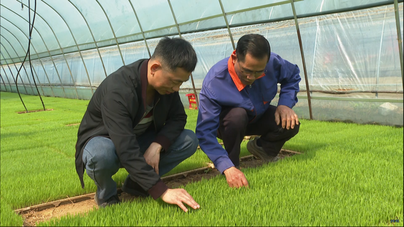 【新春走基层】1000盘小时!鹿寨育秧实力拉满3.png