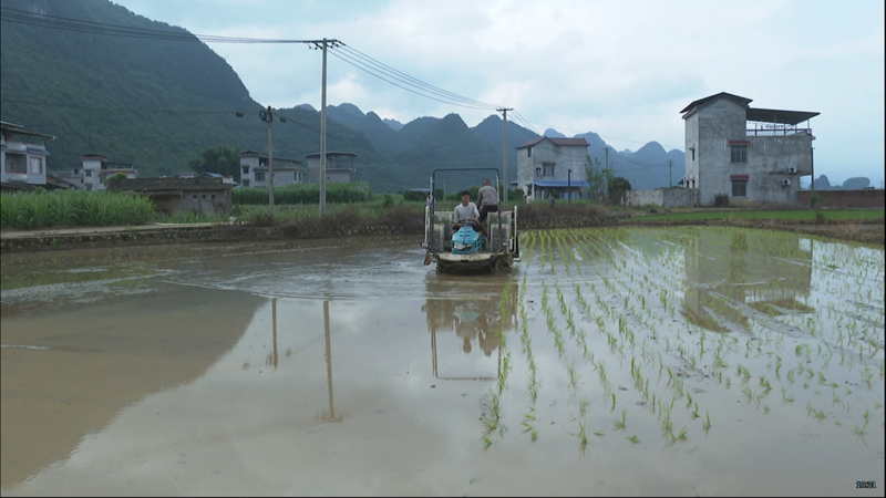 【乡村振兴】鹿寨10000亩中稻种植任务已完成五成1.png