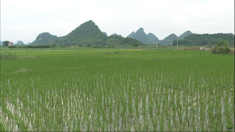 【乡村振兴】鹿寨10000亩中稻种植任务已完成五成6.png