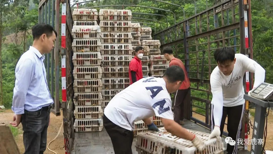 【乡村振兴】鹿寨抓住机遇!又一个产业火啦!5.png