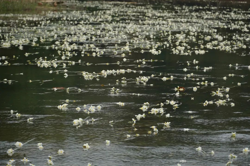 鹿寨这条河又开花了,你确定不去看看吗?2.png