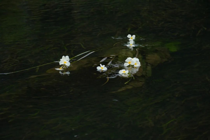 鹿寨这条河又开花了,你确定不去看看吗?3.png