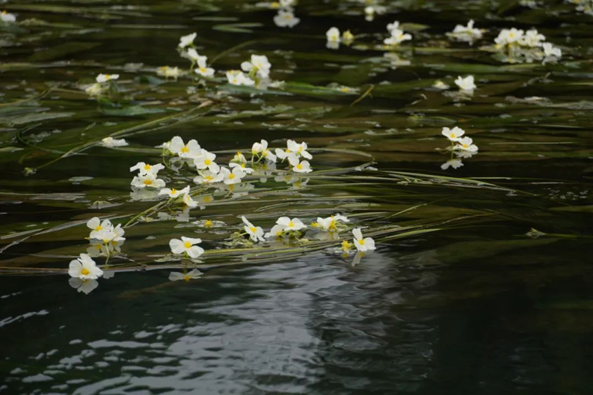 鹿寨这条河又开花了,你确定不去看看吗?7.png