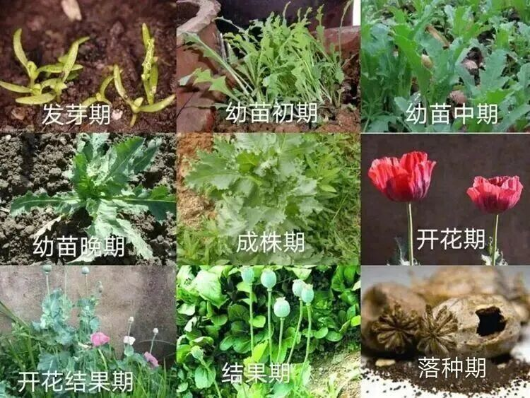 【禁毒宣传】这不是“菜”,更不是“药”!种一株也违法,别让侥幸触碰法律红线9.png