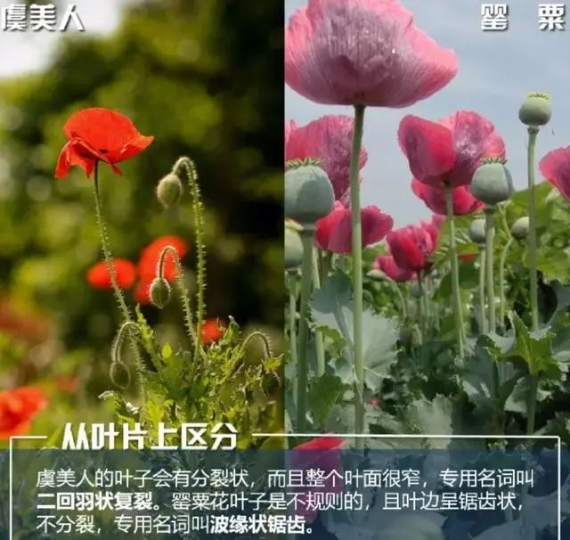 【禁毒宣传】这不是“菜”,更不是“药”!种一株也违法,别让侥幸触碰法律红线17.png