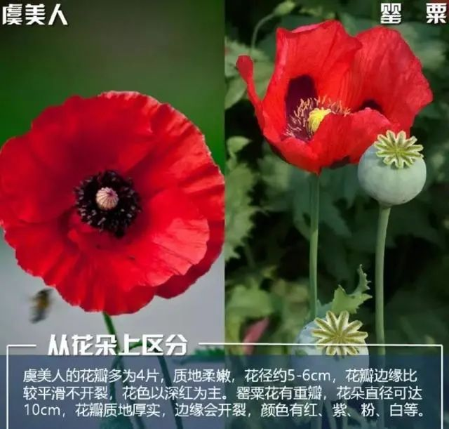【禁毒宣传】这不是“菜”,更不是“药”!种一株也违法,别让侥幸触碰法律红线18.png