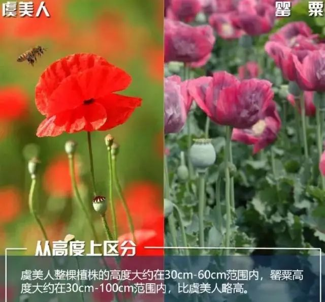 【禁毒宣传】这不是“菜”,更不是“药”!种一株也违法,别让侥幸触碰法律红线19.png