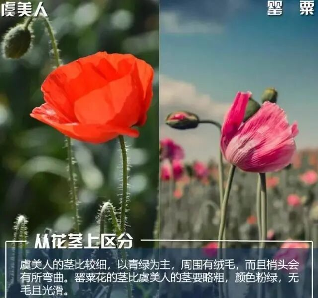 【禁毒宣传】这不是“菜”,更不是“药”!种一株也违法,别让侥幸触碰法律红线20.png