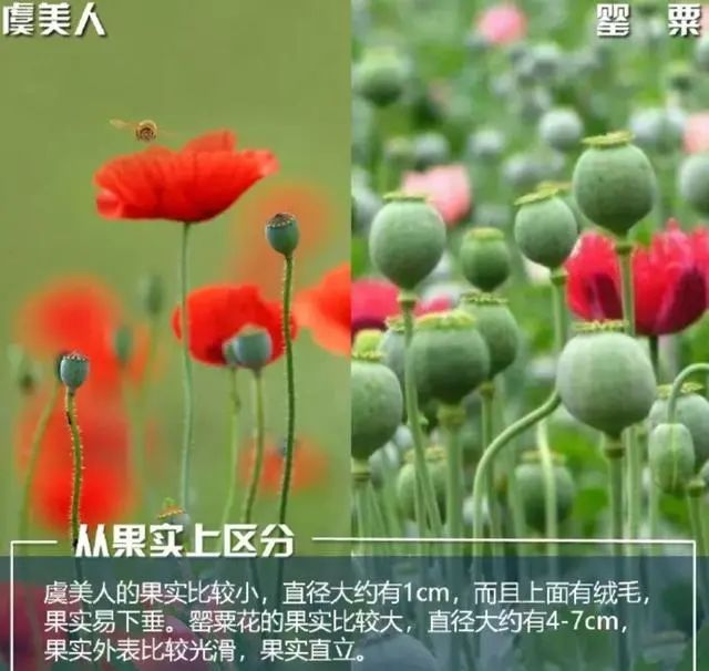 【禁毒宣传】这不是“菜”,更不是“药”!种一株也违法,别让侥幸触碰法律红线21.png