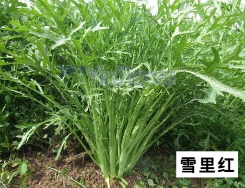 【禁毒宣传】这不是“菜”,更不是“药”!种一株也违法,别让侥幸触碰法律红线29.png