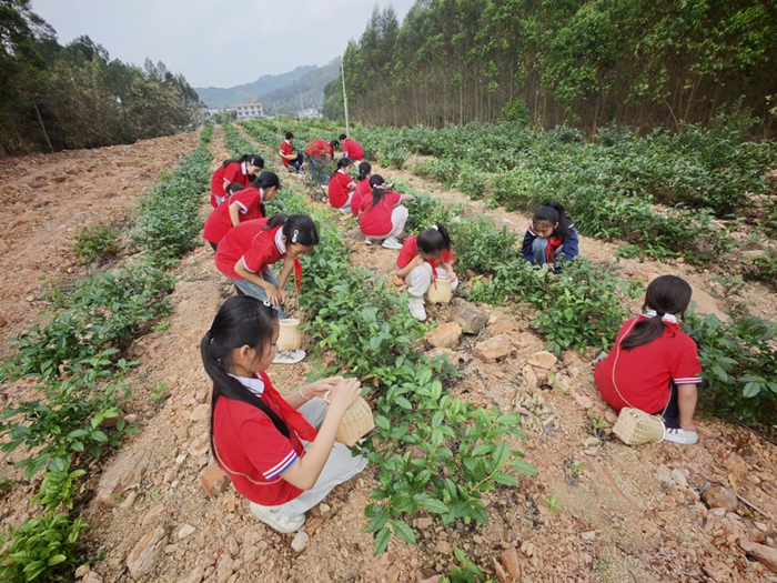 【“双减”】茶香润童心 劳动促成长1.png