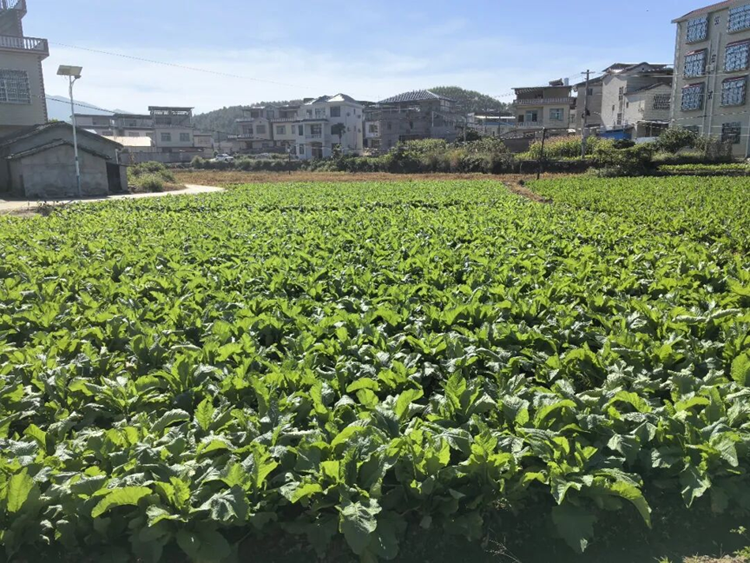 【榜样】鹿寨县先进基层党组织——中共鹿寨县寨沙镇九敢村仁里屯支部委员会3.png