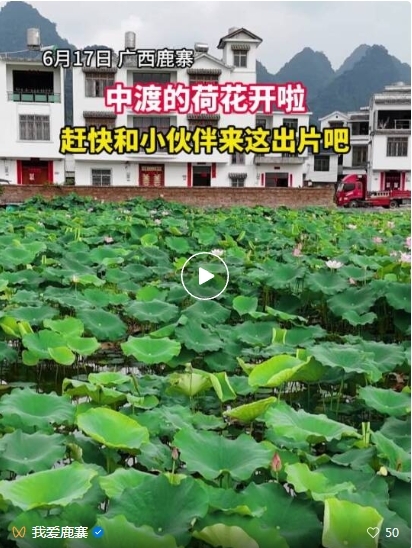 【游在鹿寨】鹿寨中渡“祥荷乡韵”的荷花开了1.png