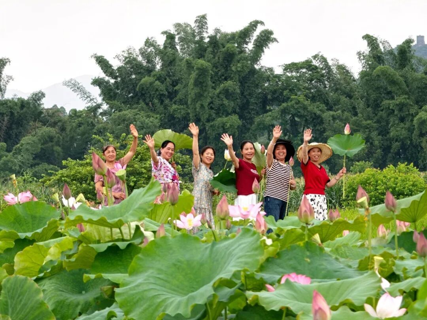 【游在鹿寨】鹿寨中渡“祥荷乡韵”的荷花开了5.png