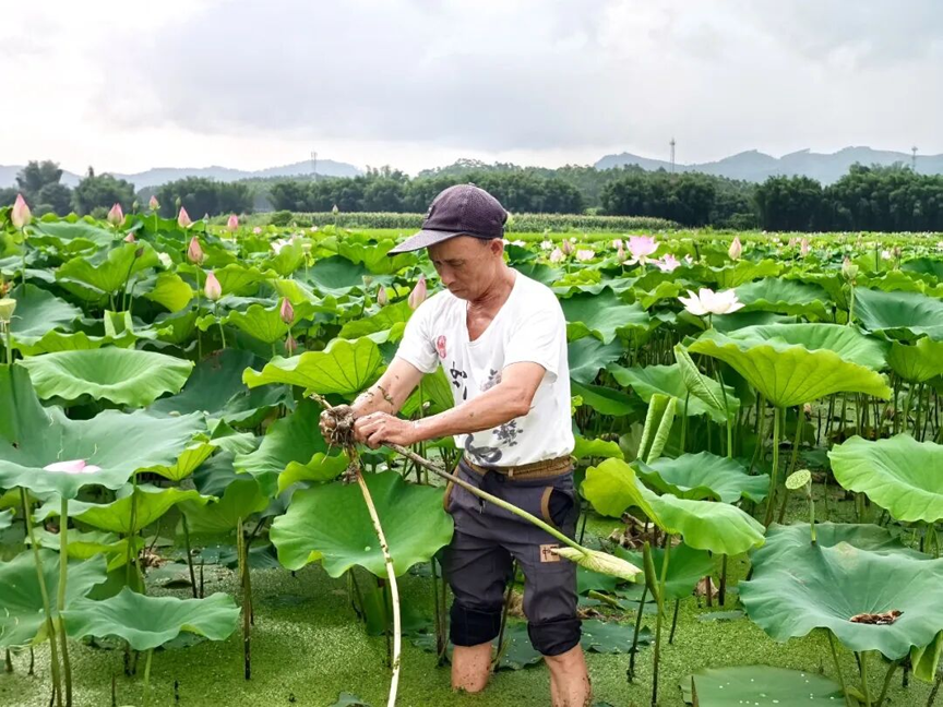 【游在鹿寨】鹿寨中渡“祥荷乡韵”的荷花开了8.png