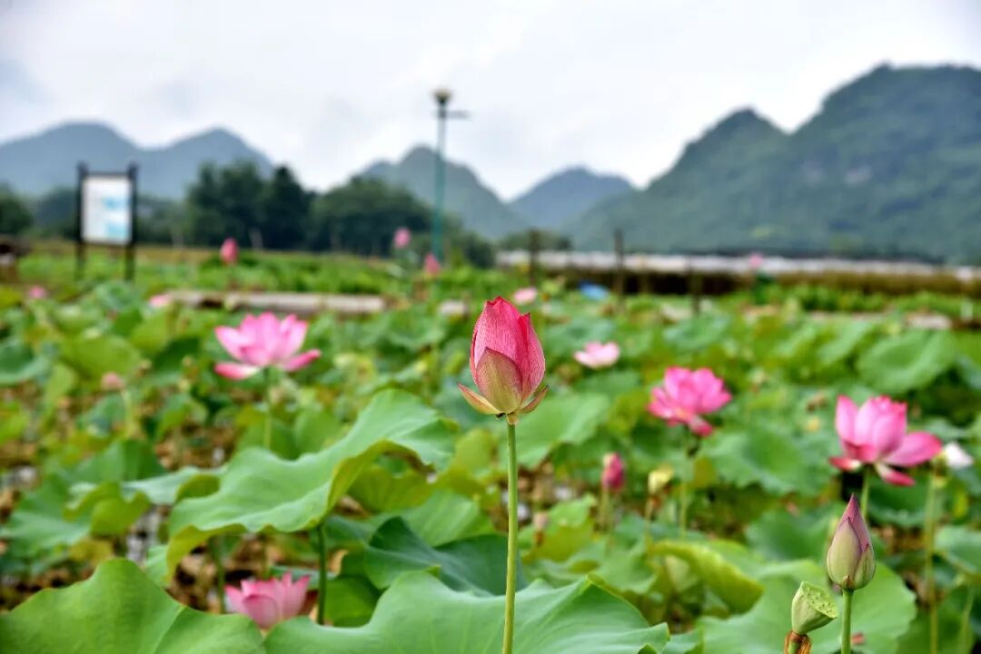 【游在鹿寨】鹿寨中渡“祥荷乡韵”的荷花开了10.png