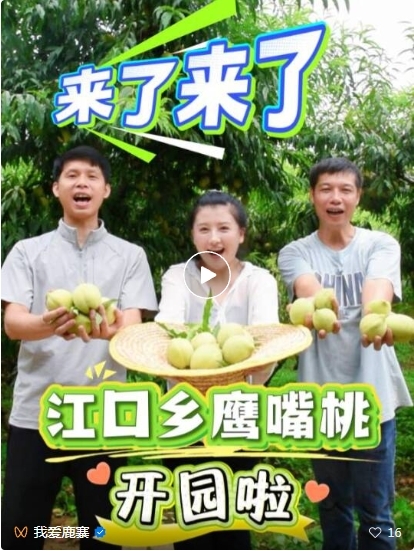 【乡村振兴】7月11日,鹿寨江口鹰嘴桃开园了1.png