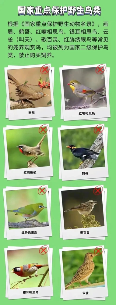 生态环境保护|保护鸟类,从你我做起!2.png