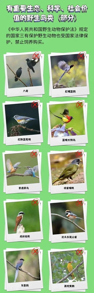生态环境保护|保护鸟类,从你我做起!3.png
