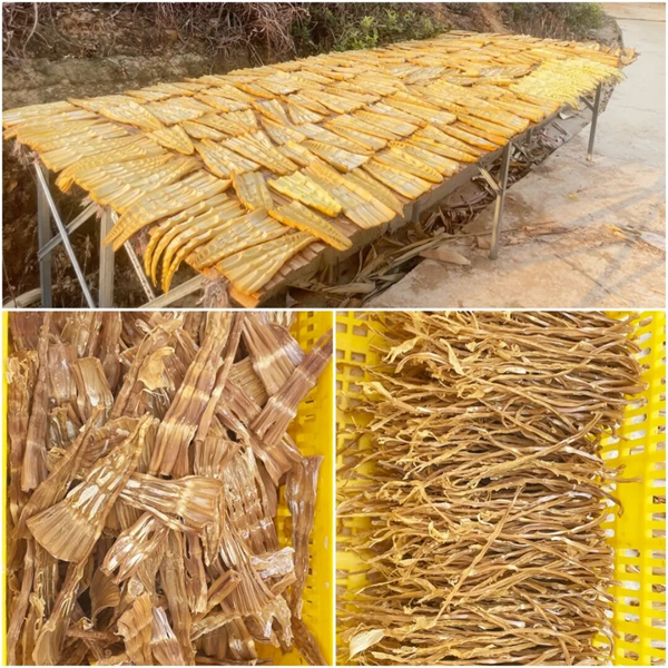 【新春走基层】厉害了!鹿寨镇麻竹产业年产值超1000万元7.png